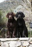 LABRADOR 715